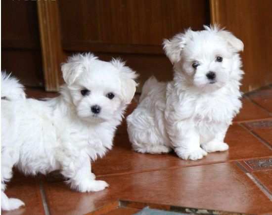 Due cuccioli di MALTESE MINI TOY per ladozione (regalo...contattare urgentement