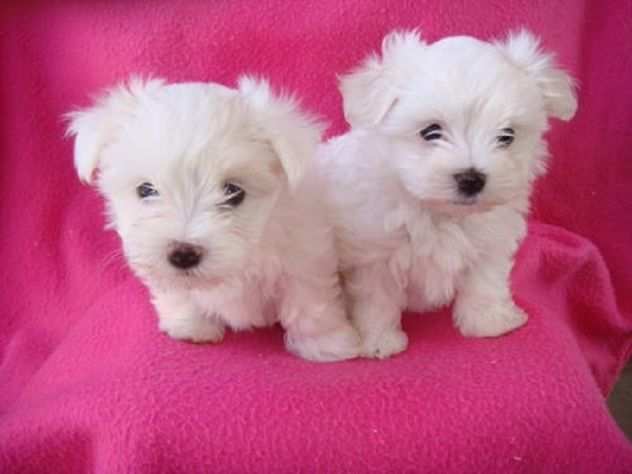 Due cuccioli di MALTESE MINI TOY per ladozione (regalo..contattare urgentement