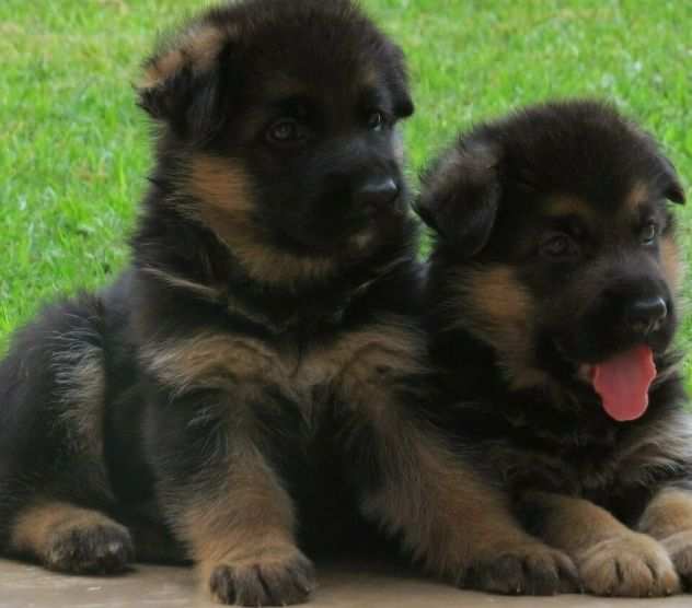 due cuccioli di PASTORE TEDESCO per ladozione (regalo.contattare urgentement
