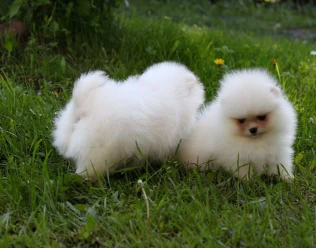 Due cuccioli di Pomerania per ladozione (regalo..contattare urgentemente