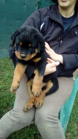 due cuccioli di ROTTWEILE per ladozione (regalo.contattare urgentement