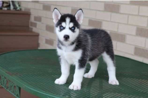 due cuccioli di SIBERIAN HUSKY per ladozione (regalo..contattare urgentement