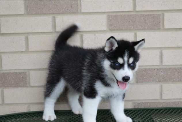 due cuccioli di SIBERIAN HUSKY per ladozione (regalo..contattare urgentement