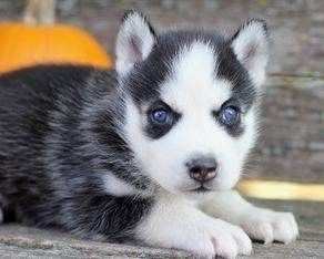 due cuccioli di SIBERIAN HUSKY per ladozione (regalo..contattare urgentement