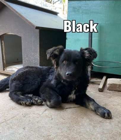 Due cuccioli neri che nessuno vuole adottare.