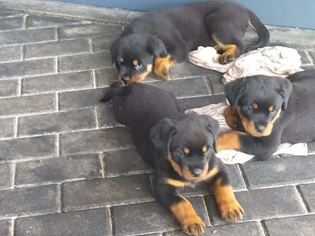 due cuccioli ROTTWEILER per ladozione (regalo.contattare urgentement