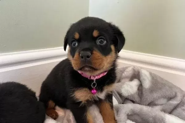 due cuccioli ROTTWEILER per ladozione (regalo.contattare urgentement