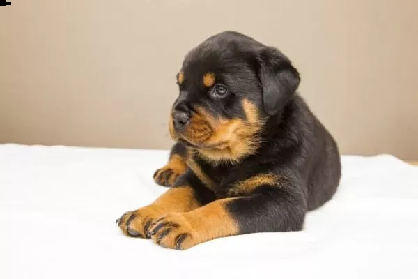 due cuccioli ROTTWEILER per ladozione (regalo.contattare urgentement