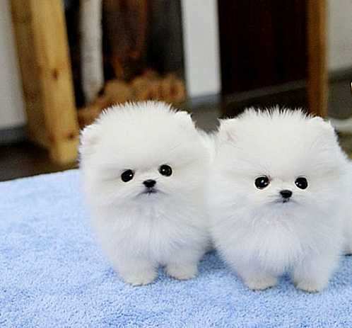 due cuccioli VOLPINO DI POMERANIA per ladozione (regalo.contattare urgentement