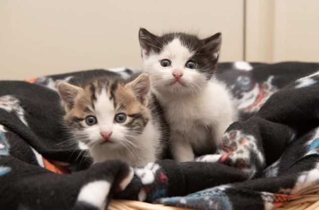 Due gattini dolcissimi cercano una famiglia