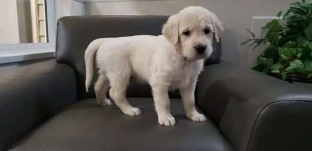 Due GOLDEN RETRIEVER maschio e femmina Cerca urgentemente una nuova famiglia