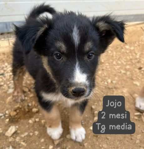 Due mesi. Cuccioli meravigliosi