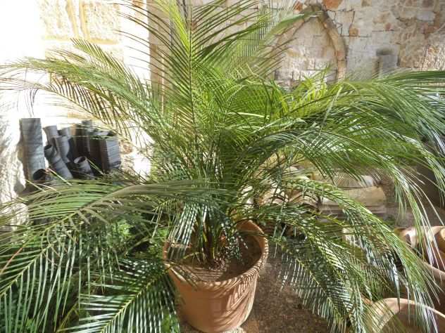 DUE PIANTE DI MACROZAMIA MOUNTPERRIENSIS