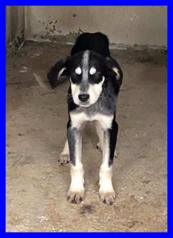 DUMBO,SPLENDIDO CUCCIOLO SOLO IN CANILE CERCA CASA