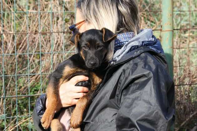 E rimasto solo in gabbia i fratellini sono stati adottati e lui si dispera