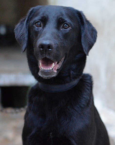 Lady dolce labrador in adozione