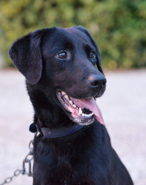 Lady dolce labrador in adozione