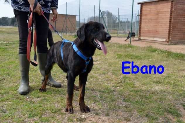 Ebano il cagnolino che sta soffrendo moltissimo