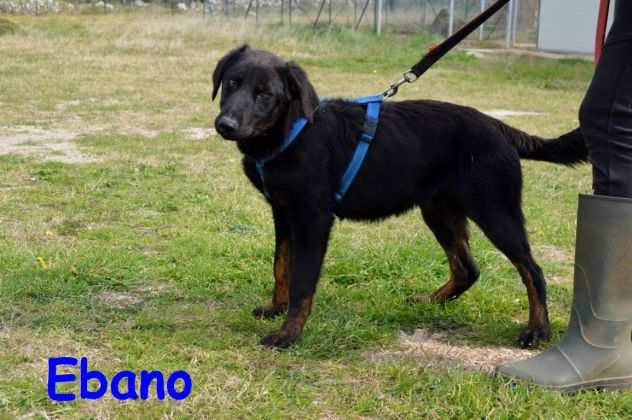 Ebano il cagnolino che sta soffrendo moltissimo