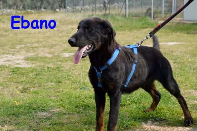 Ebano il cagnolino che sta soffrendo moltissimo