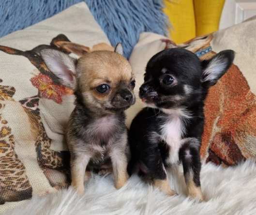 Eccezionali dolcissimi Chihuahua Toy cuccioli