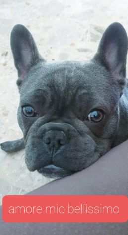 EDGAR,SUPER FRENCH BULLDOG