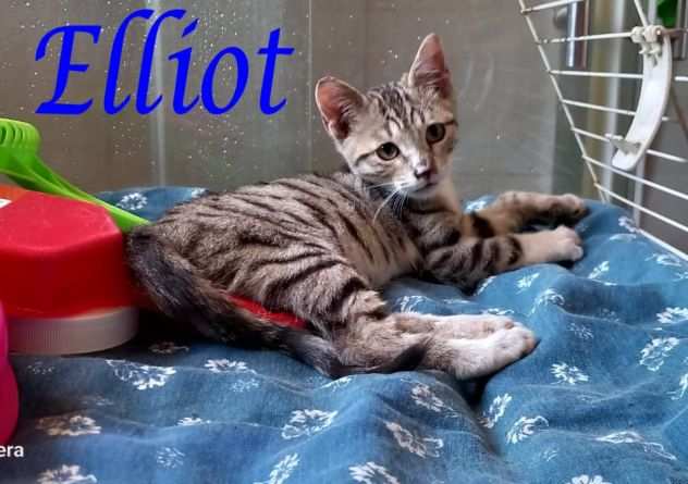 ELLIOT, simpatico gattino in adozione