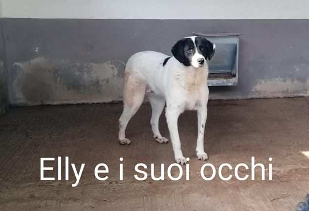 ELLY 8 ANNI TAGLIA GRANDE 2530 KG