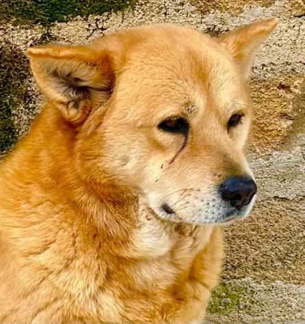 ELODY, 3 anni incr. Akita dopo anni difficili, egrave pronta PER TROVARE CASA