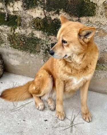 ELODY, 3 anni incr. Akita dopo anni difficili, egrave pronta PER TROVARE CASA