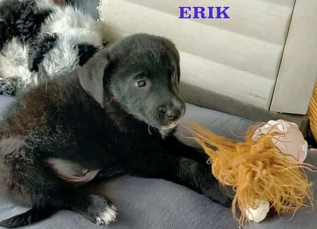 Erik stupendo cucciolotto cerca adozione