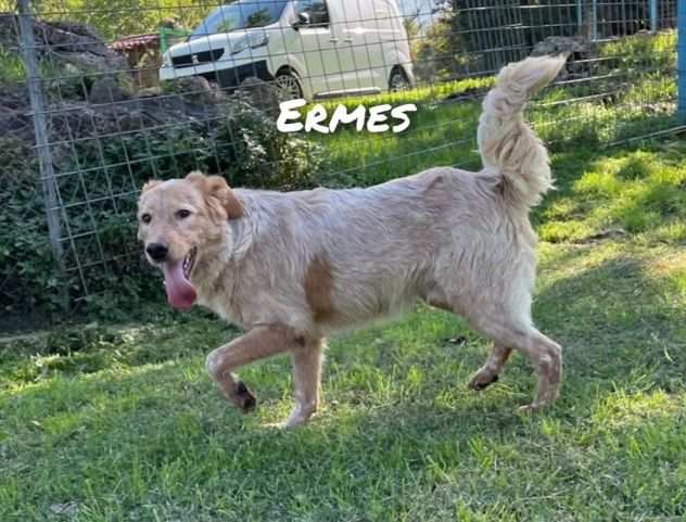 Ermes