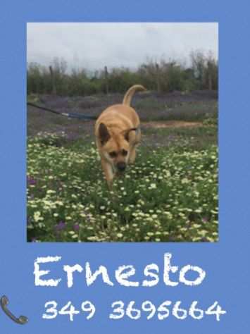 Ernesto in cerca di casa