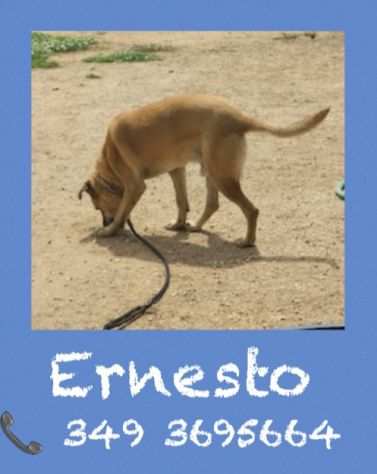 Ernesto in cerca di casa