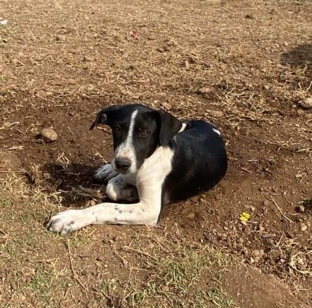 ETTORE, LIA E MIA, 7 MESI CIRCA, TG MEDIA, ABBANDONATI CERCANO CASA