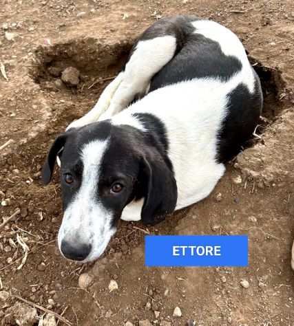 ETTORE, LIA E MIA, 7 MESI CIRCA, TG MEDIA, ABBANDONATI CERCANO CASA