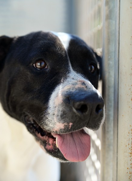 Princess dolcissima amstaff in adozione