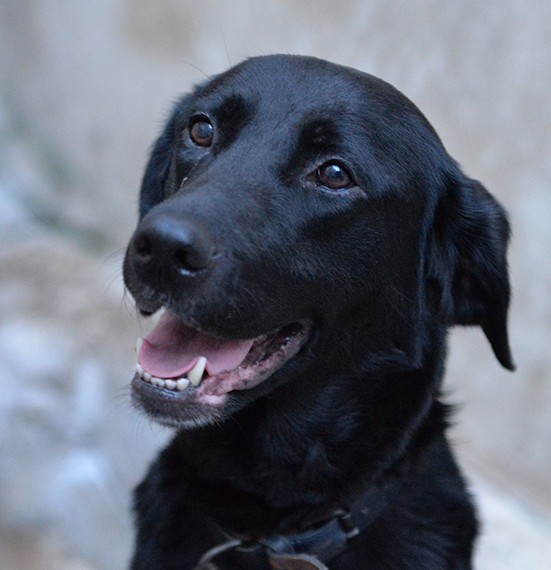 Lady dolce labrador in adozione