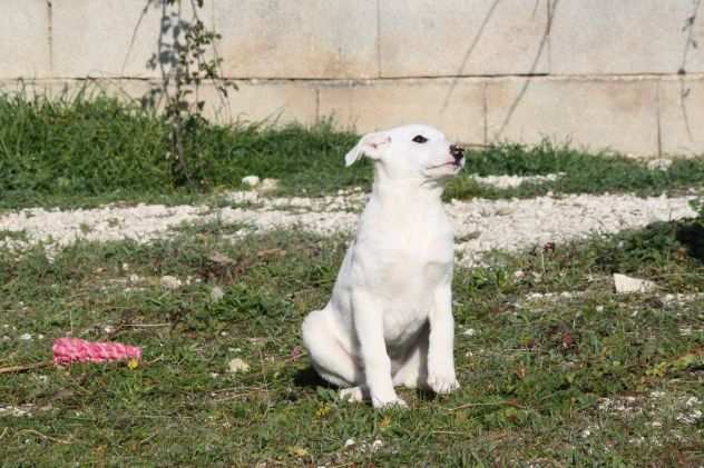 Fadik 4 mesi mix labrador ritrovata su una stradina provinciale ora egrave in canile