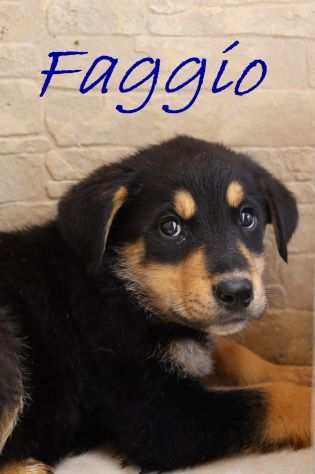 Faggio cucciolo mix Rott-Maremmano