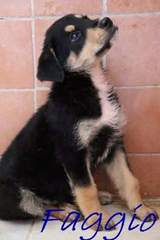 Faggio cucciolo mix Rott-Maremmano