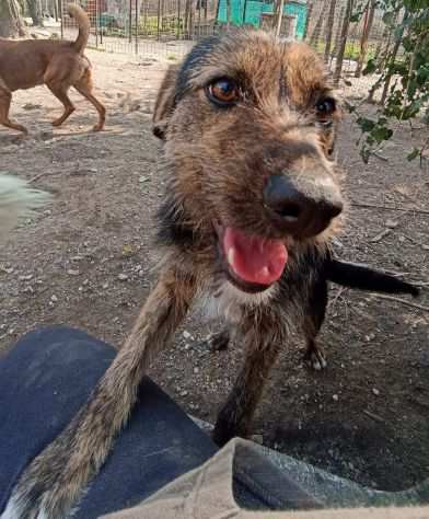 Fahsma cucciola 10 mesi 12 kg