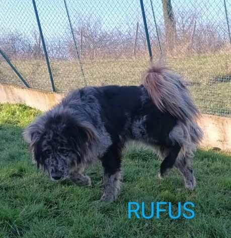 FANTASTICAMENTE RUFUS