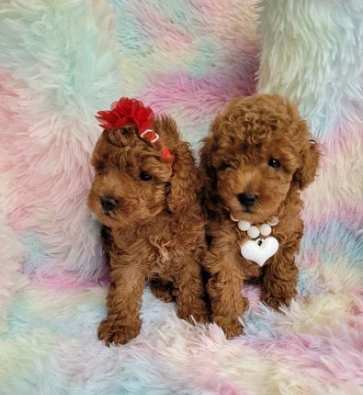 Fantastici Barboncino Toy Rosso cuccioli