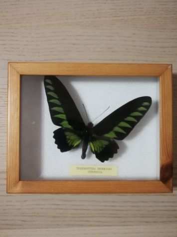 Farfalla trogonoptera brookiana indonesia