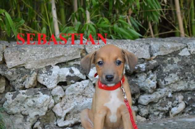 Favolosi cuccioli di due mesi in cerca casa