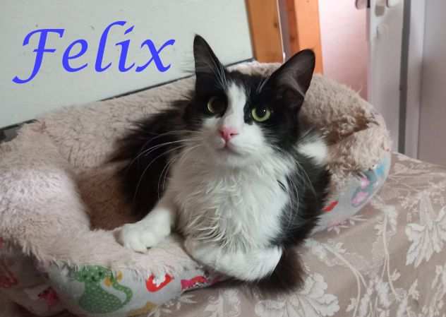 FELIX, dolce micio in adozione