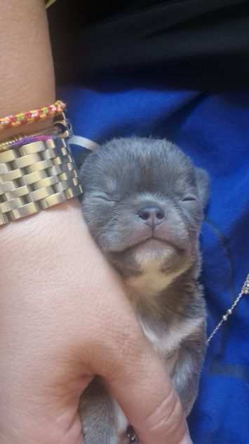 Femmina chihuahua blu