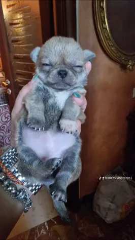 Femmina chihuahua blu
