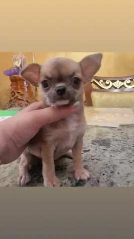 Femmina chihuahua pc crema